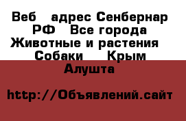 Веб – адрес Сенбернар.РФ - Все города Животные и растения » Собаки   . Крым,Алушта